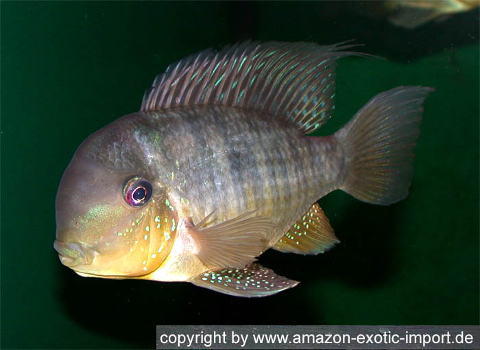 Gymnogeophagus balzanii